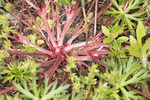 Longstalk cranesbill